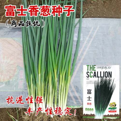 日本小香葱蔬菜盆栽易种小香葱