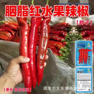 胭脂红水果辣椒种子特大红辣椒大羊角辣椒种籽彩色椒早熟微辣椒孑
