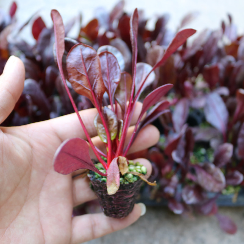 红叶甜菜种子 天然营养 红叶菠菜种子 红梗菜  红根达菜 甜叶菜