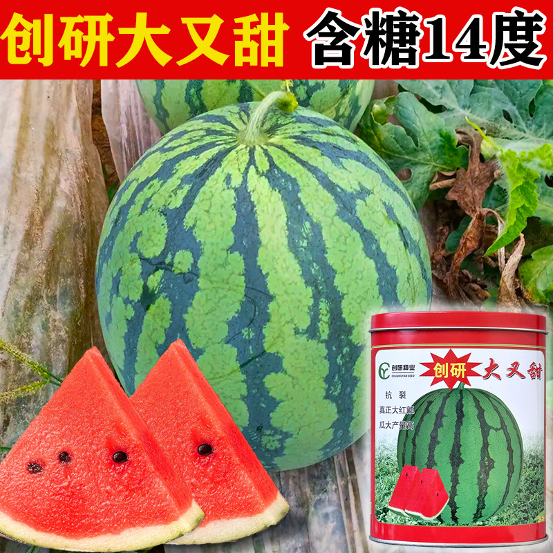 地雷王西瓜种籽 早熟薄皮红壤西瓜种子高产超甜 庭院大田蔬果种孑