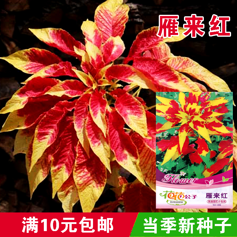 雁来红种子曙光绯红彩叶草庭院室内阳台盆栽耐旱观赏花卉春夏季播