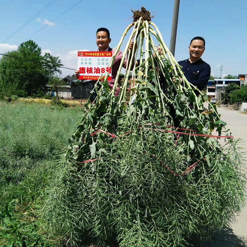 德核油8号油菜种子榨油高产耐寒矮杆油菜花籽秋冬播杂交油菜籽孑