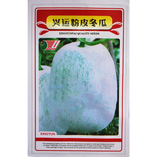 粉皮大冬瓜种子  果皮粉绿 春播庭院种植 单果可达10斤瓜果