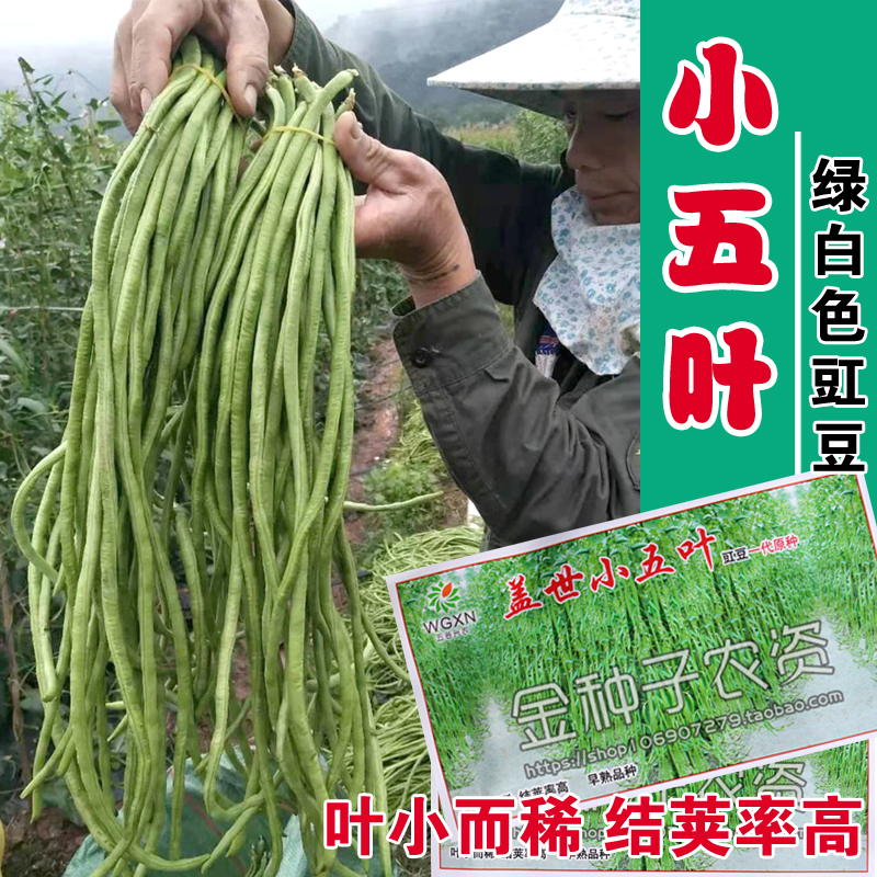 盖世小五叶绿白豇豆种子早熟结荚率高抗热耐寒高产豇豆一代原种r