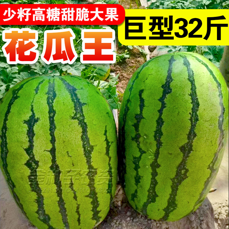 巨型西瓜种子高产特大懒汉西瓜