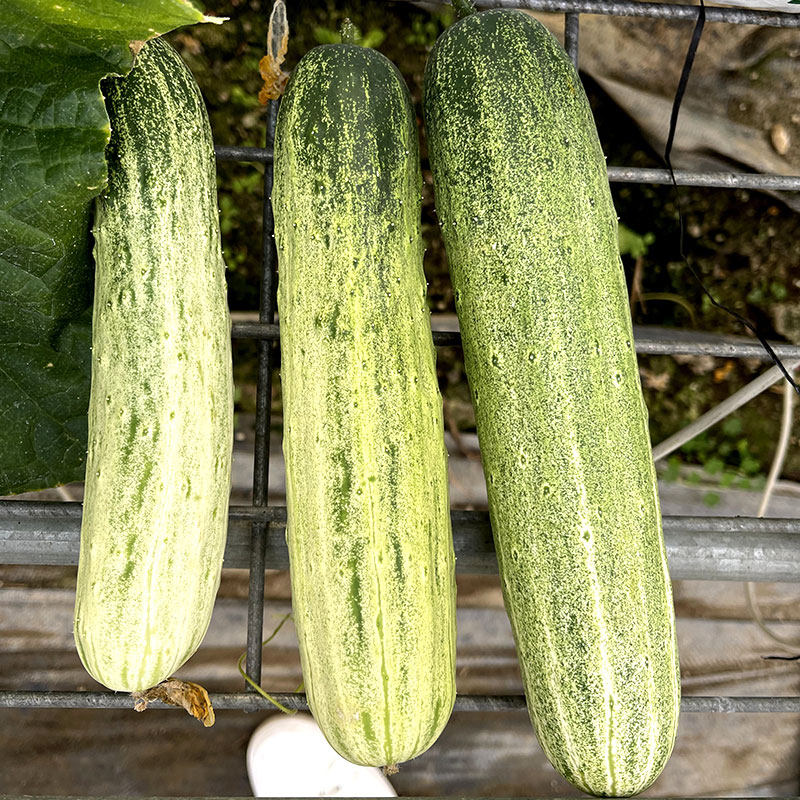 燕白黄瓜种子种籽孑春季早熟蔬菜南方四季籽种菜籽菜种秋季白黄瓜