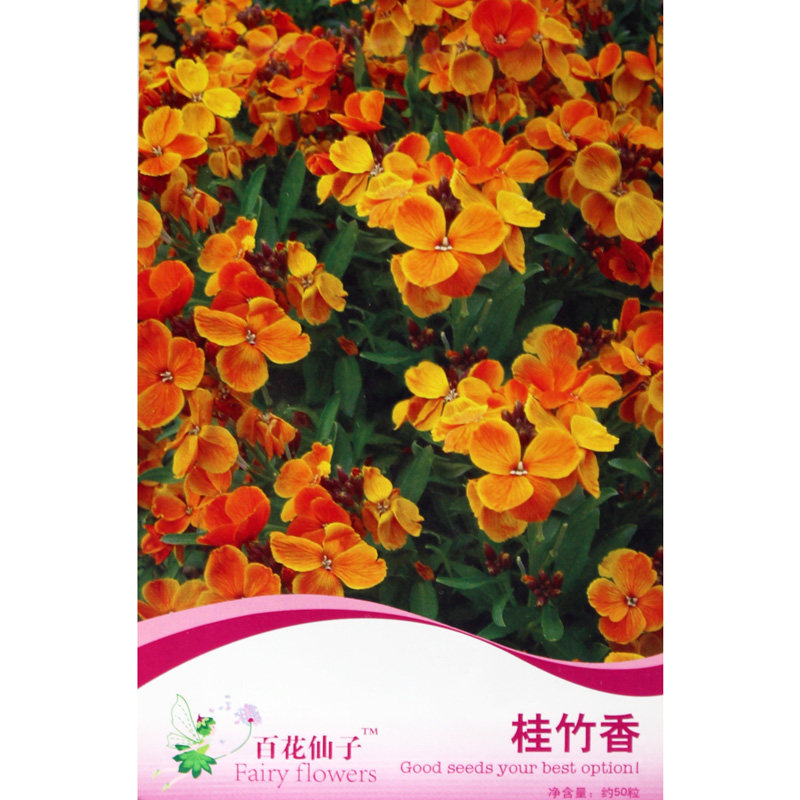 桂竹香花卉种子 黄色紫罗兰花种子花草种子阳台盆栽 香草种子