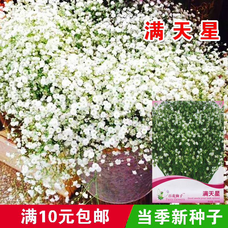 阳台花卉多年生绿植满天星种子图片