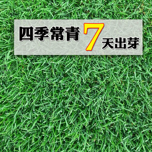 草坪种子马尼拉进口高羊茅绿化