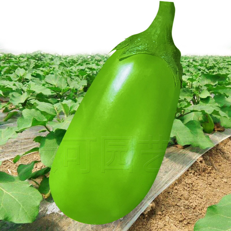 春季播绿茄子种子西安绿茄种子绿皮茄子绿茄灌籽少质嫩早熟蔬菜籽