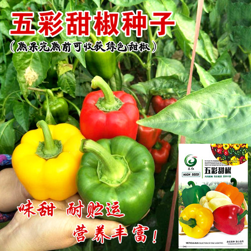 蔬菜特大观赏四季盆栽五彩椒