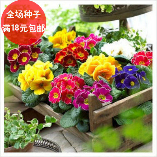 花种子 报春花 樱草 年景花 藏报春种子 盆栽种植台盆栽四季樱草