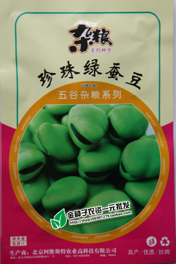 高油甜品质好价值冬季蚕豆种子