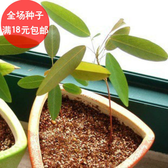 跳舞草四季易种易活室内花籽盆栽花卉花草秋冬季花种子 阳台盆栽