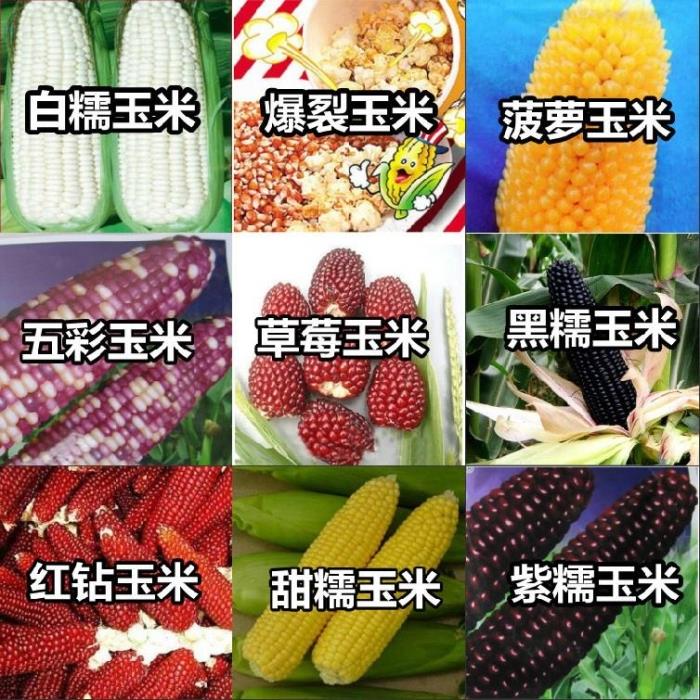 优质蔬菜种子 甜/黑/糯玉米/菠萝/草莓水果种籽室内阳台盆栽种植