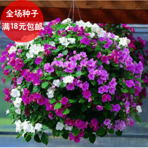 盆栽多色彩星观花种子