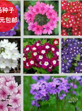 美女樱种子混色 观赏花卉阳台花种 垂吊美女樱种子 美女樱花种子