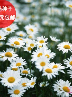 彩包洋甘菊提神可做阳台种花香草