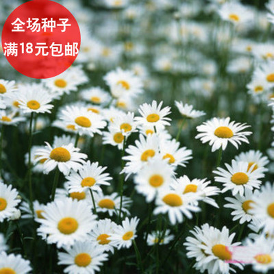 彩包洋甘菊提神可做阳台种花香草