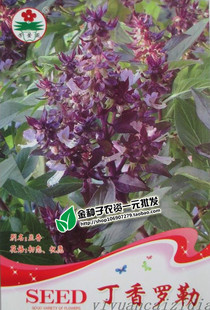 芳香型庭院种植 西餐香料 驱蚊草 丁香罗勒 叶可驱赶蚊虫肠寄生虫