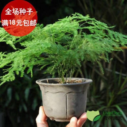 文竹秋冬季花种子批四季易种易活花籽盆栽花卉秋天室内花草秋种