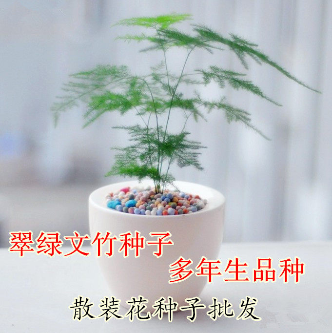 文竹种子净化空气除甲醛桌面盆栽花卉多年生常绿藤本植物花卉盆栽