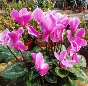 室内花卉盆栽仙客来种子 兔耳花兔子花籽阳台庭院四季播易种