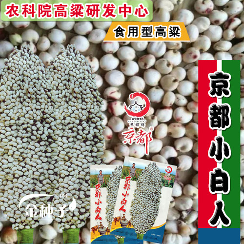 食用矮高粱种子 白高梁种子 京都小白人 高产白高粱米中国农科院 - 封面