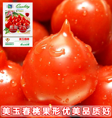 樱桃番茄红色水果番茄种子