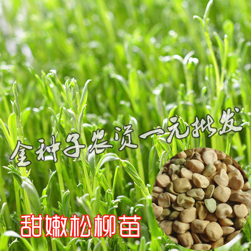 甜嫩松柳苗四季芽苗水培蔬菜