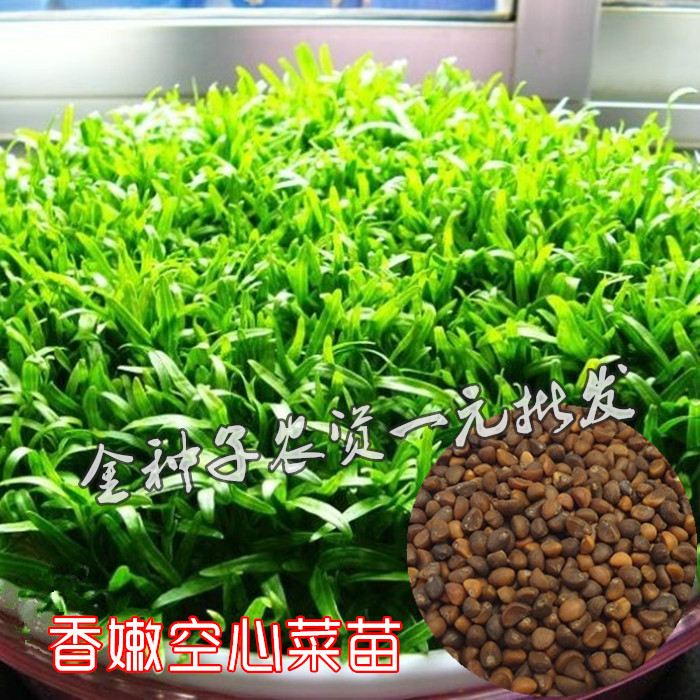 香嫩空心菜芽苗菜种子纸上种菜