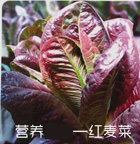 紫红油麦菜汉堡咖啡香麦菜种子高含花青素等生长迅速叶片长圆紫红 - 封面