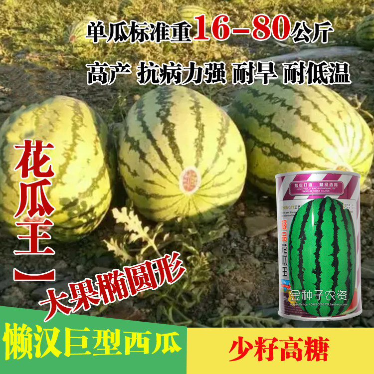 花瓜王大可达80斤春季优质大田西瓜种子特大甜美早熟高产甜花皮瓜