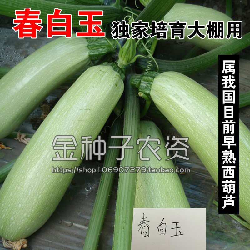 早熟蔬果西葫芦种子