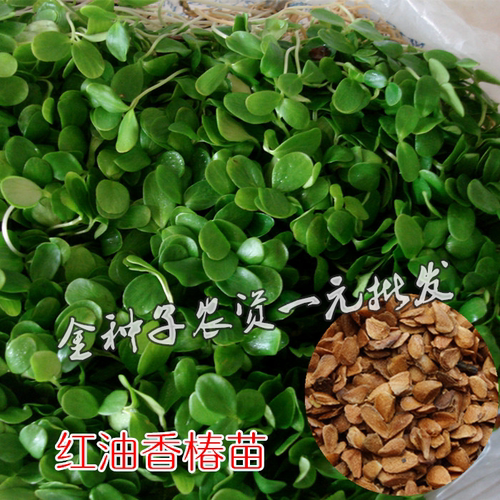 红油香椿苗芽苗菜种子可水培