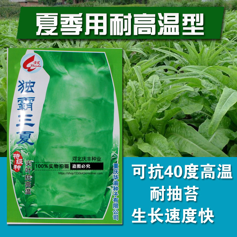 独霸三夏 耐热莴笋抗热莴笋种子绿皮绿肉大尖叶特耐热春季夏秋季