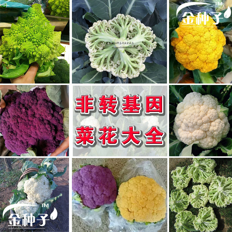 蔬菜种子花椰菜种子松花菜西兰花宝塔菜紫菜花春夏秋季播 菜花种