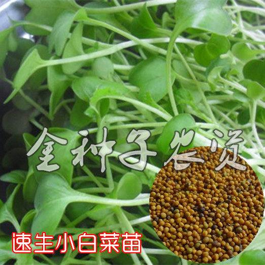 速生小白菜芽苗菜种子四季蔬菜无土栽培豆芽菜小白菜苗水培