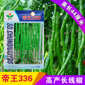 浓香杭椒 抗病辣椒籽 抗病高产 帝王336长果线椒种子 果长40 50cm