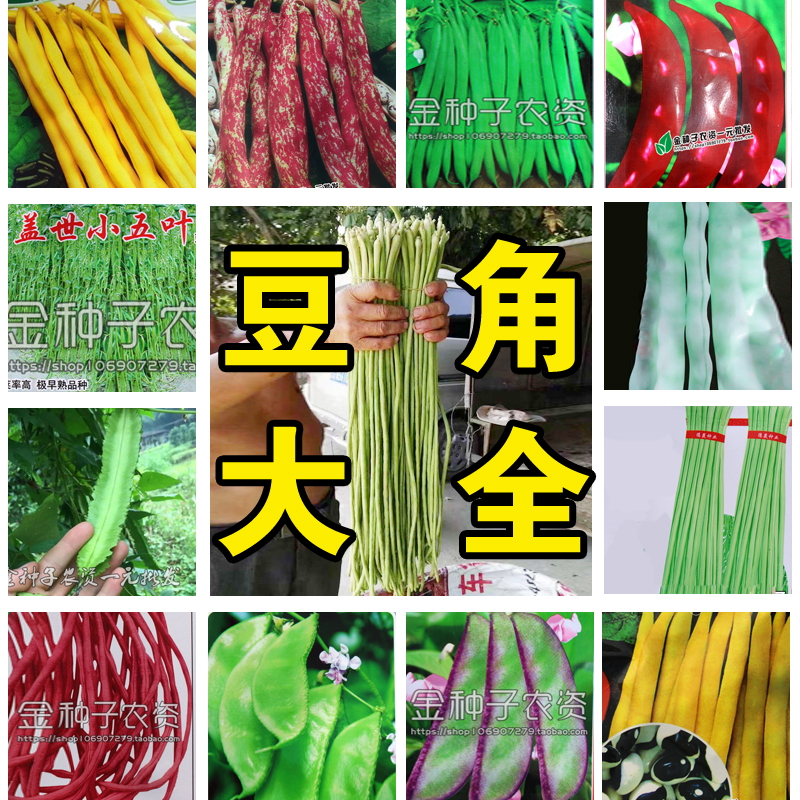 春季播种各种豆角种子当季新籽