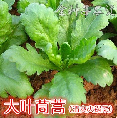 蔬菜种子大叶茼蒿种子庭院籽蓬蒿