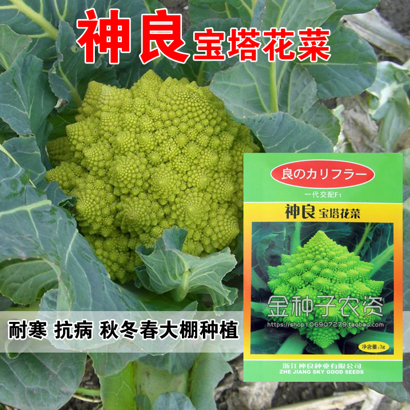 蔬菜进口宝塔秋冬四季螺丝种子