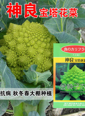 蔬菜进口宝塔秋冬四季螺丝种子