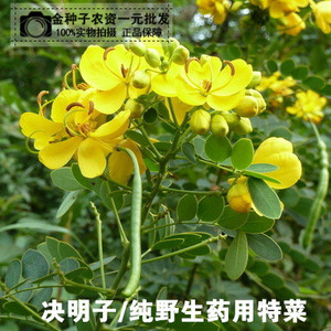 药用特菜 决明子种子 中草药种子 天然药用特菜 决明多年生药材籽