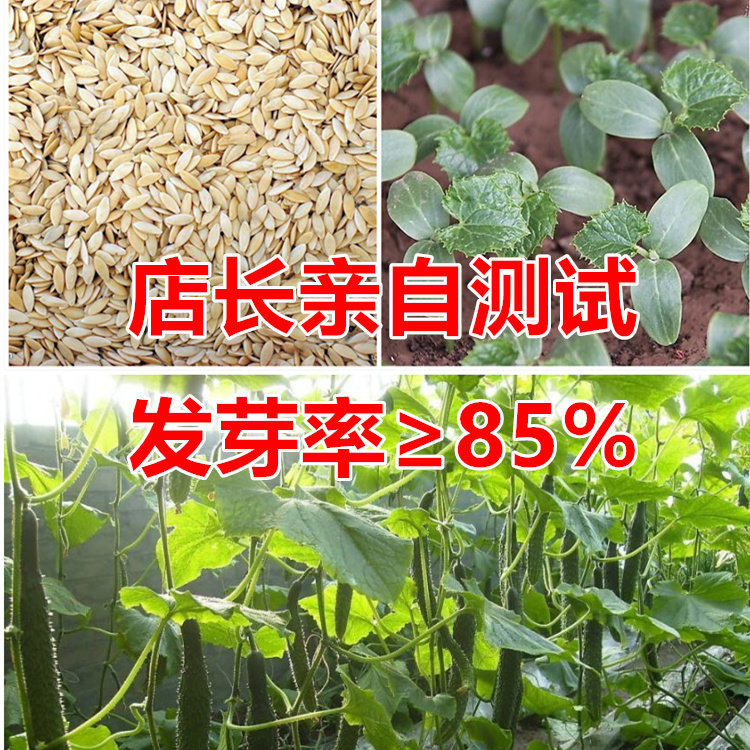 高档黄瓜大棚温室蔬菜种子