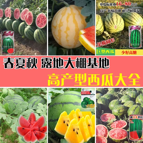 Гигантские семена арбуза чрезвычайно ленивые арбузы с высоким содержанием сахара с высоким содержанием сахара супер сладкий высокий высокий