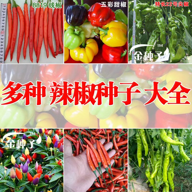 彩色线椒夏季蔬菜种子