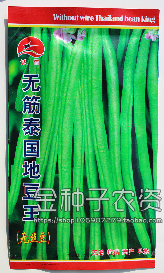无丝泰国地豆王特嫩不搭架四季豆角种子庭院阳台盆栽植物春季夏季