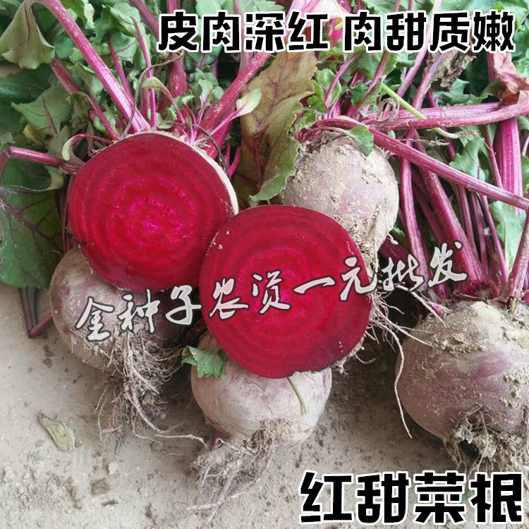 【甜菜根种子】青丰蔬菜