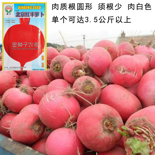 大红萝卜种子 大红袍 蔬菜种子 萝卜种子 菜种子 蔬菜种子阳台 - 封面